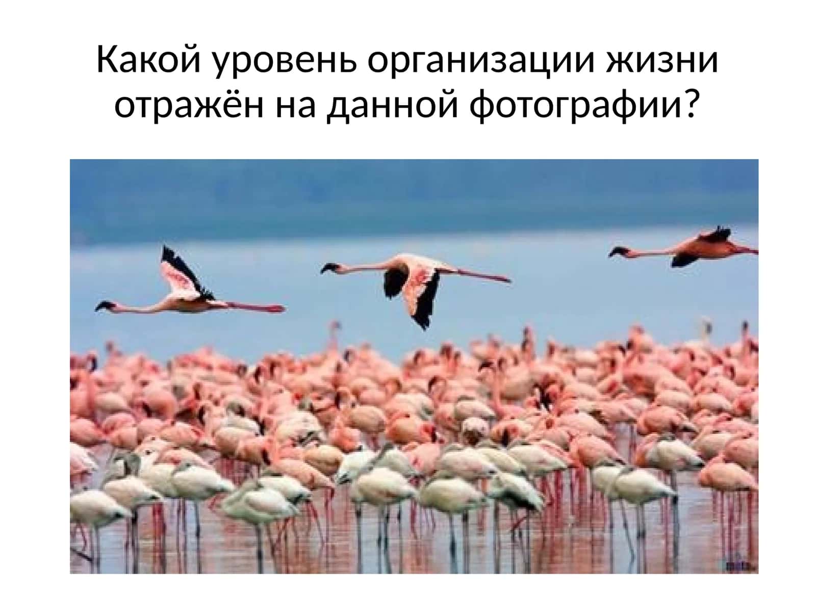 Развитие биологии в дарвиновский период 1
