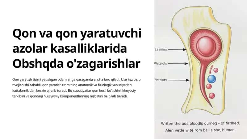 Qon Yaratish Organlari va Ularning Funksiyalari 1
