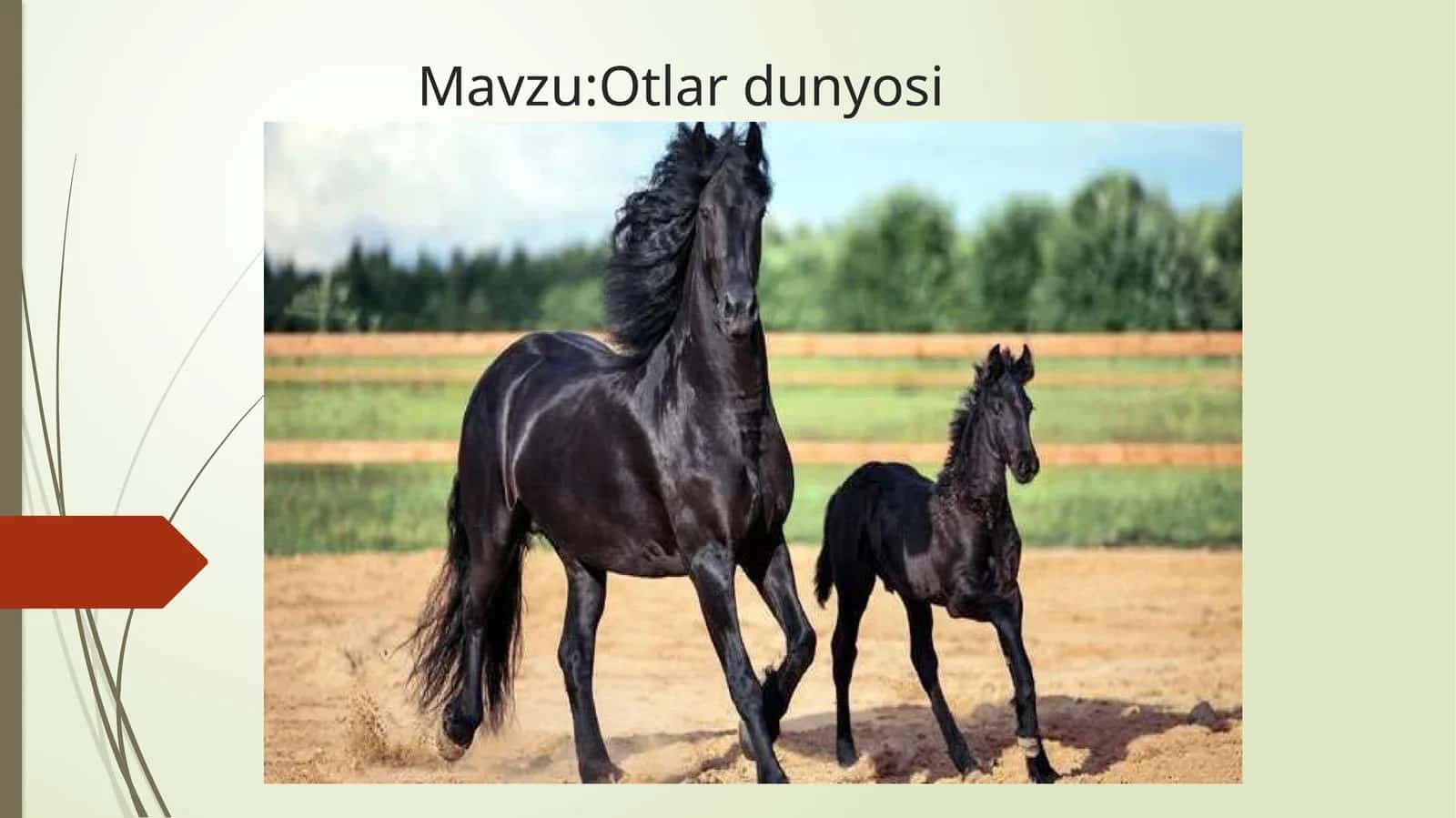 Otlar dunyosi 1