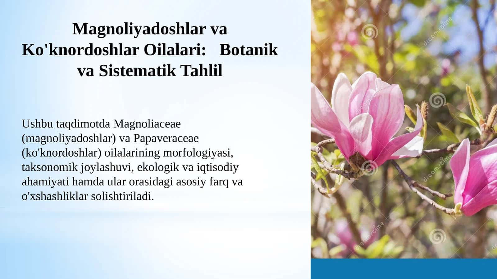 MagnoliyadoshlarvaKo'knordoshlarOilalari:Botanikva Sistematik Tahlil 1