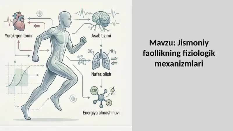 Jismoniy faollikning fiziologik mexanizmlari 1