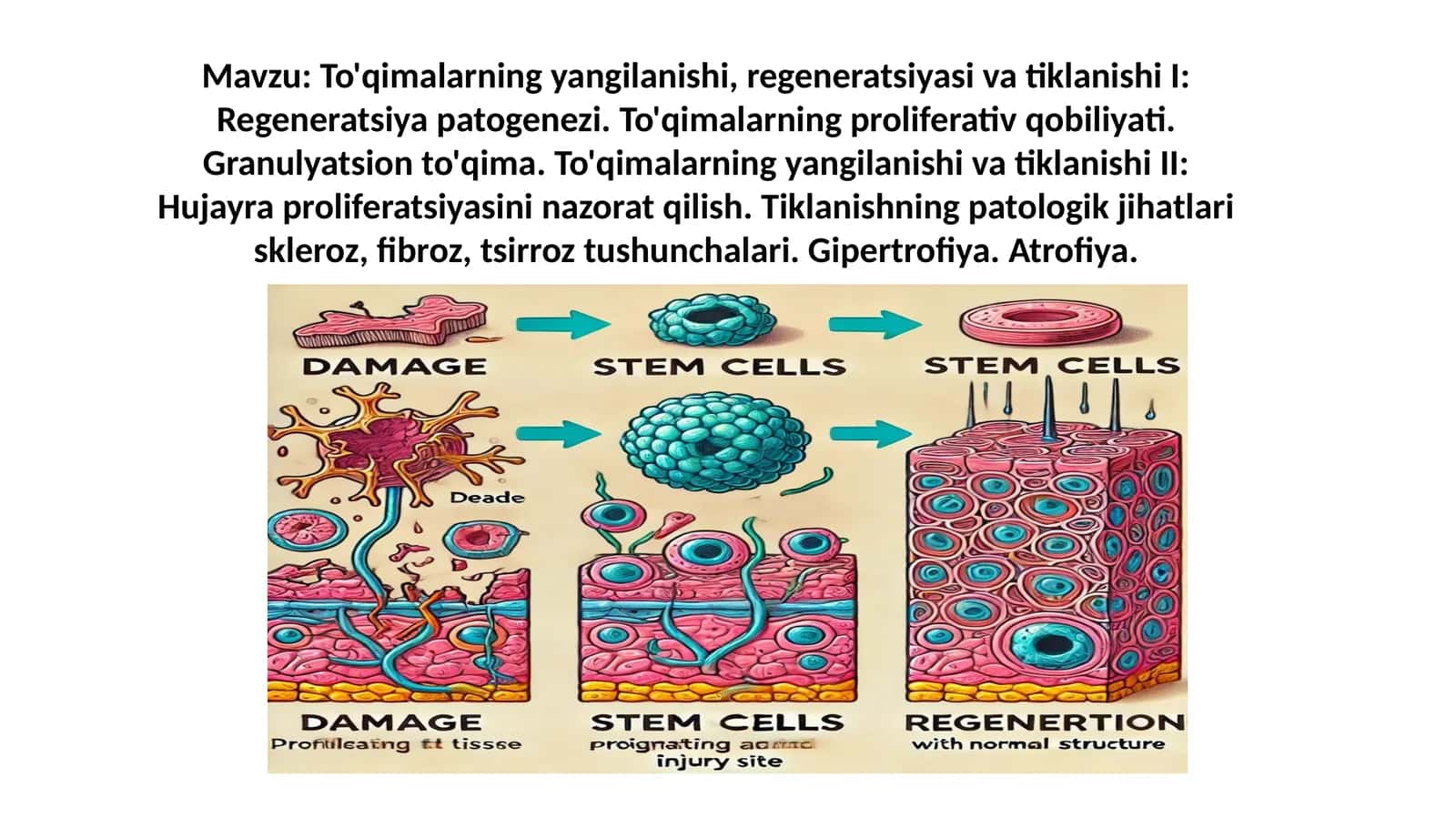 To'qimalarning yangilanishi va tiklanishi 1