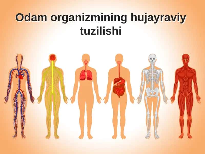 Odam organizmining hujayraviy tuzilishi 1