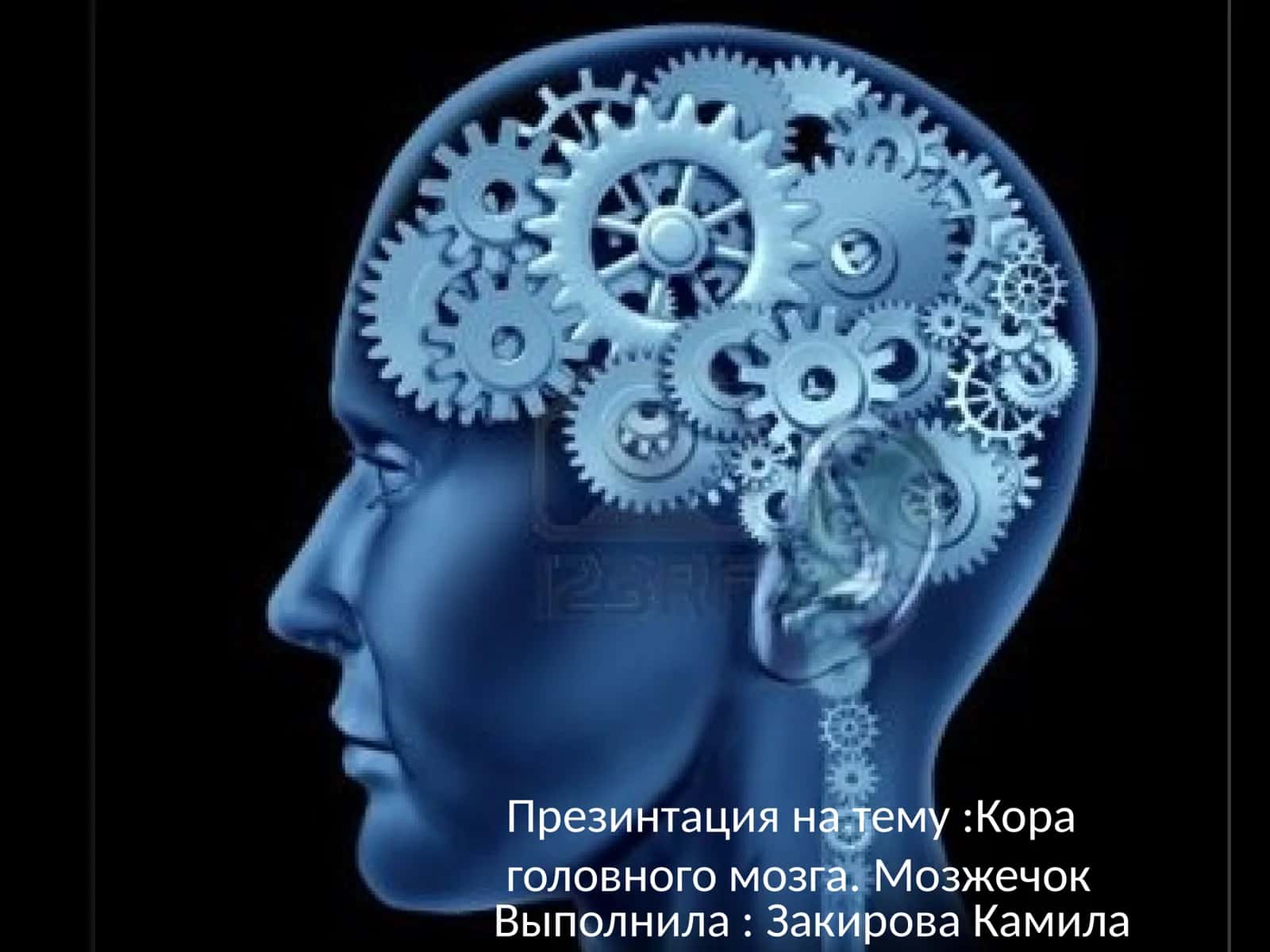Кора головного мозга.Мозжечок 1