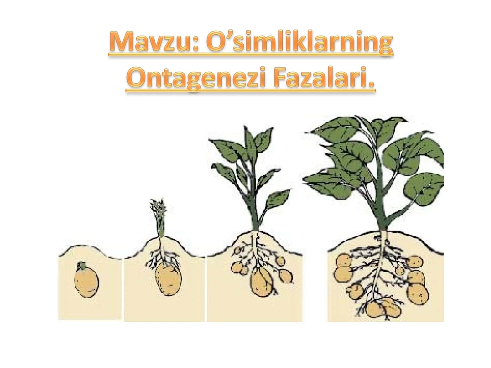 O’simliklar hujayrasining o’sish fazalari 1