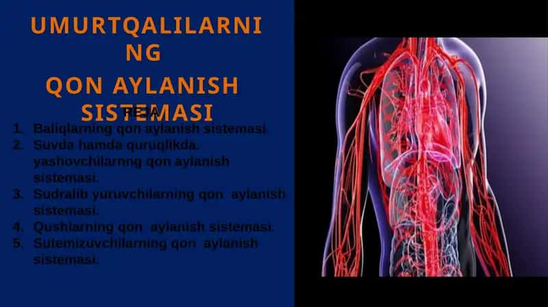 Umurtqalilarning Qon Aylanish Sistemasi 1