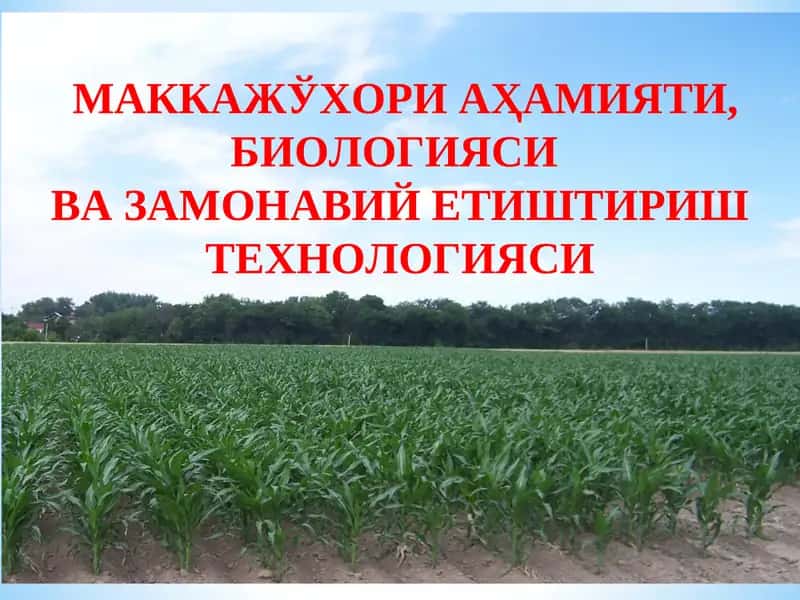 Маккажўхори аҳамияти, биологияси ва замонавий етиштириш технологияси 1