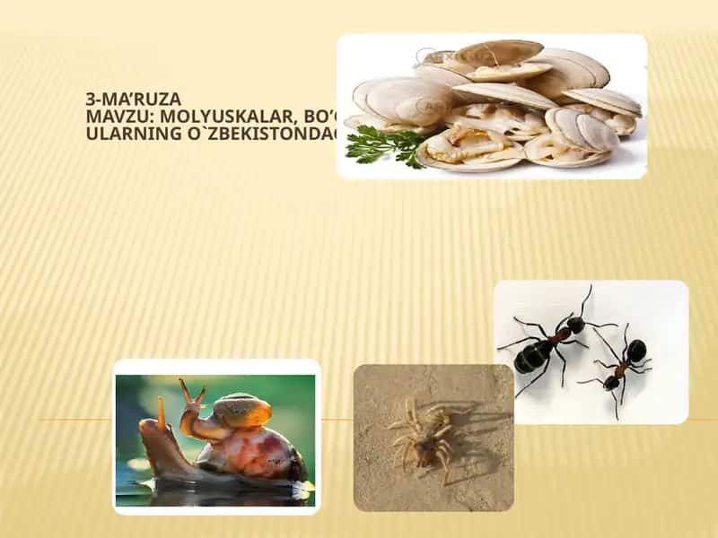 Molyuskalar, Bo'g'imoyoqlilar va Hasharotlar ularning O'zbekistondagi turlari 1