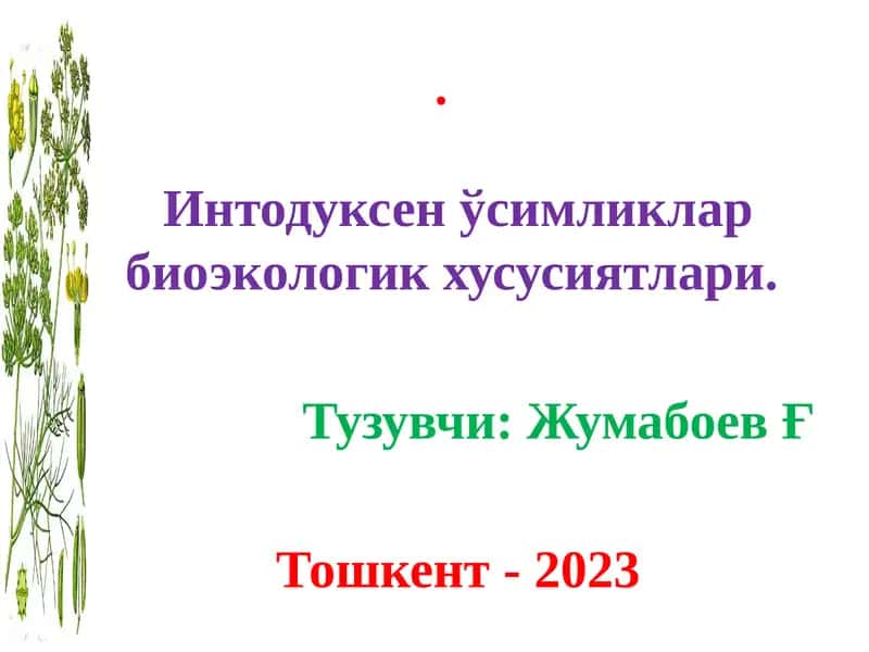 Занжабил 1