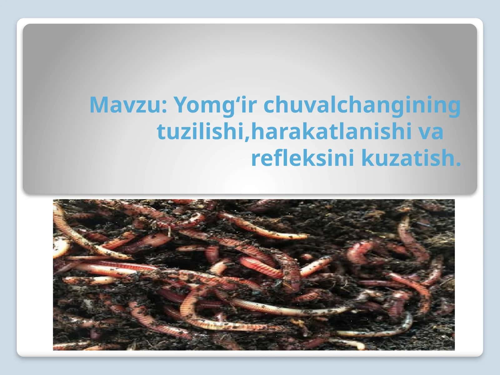 Yomg‘ir chuvalchangining tuzilishi, harakatlanishi varefleksini kuzatish 1