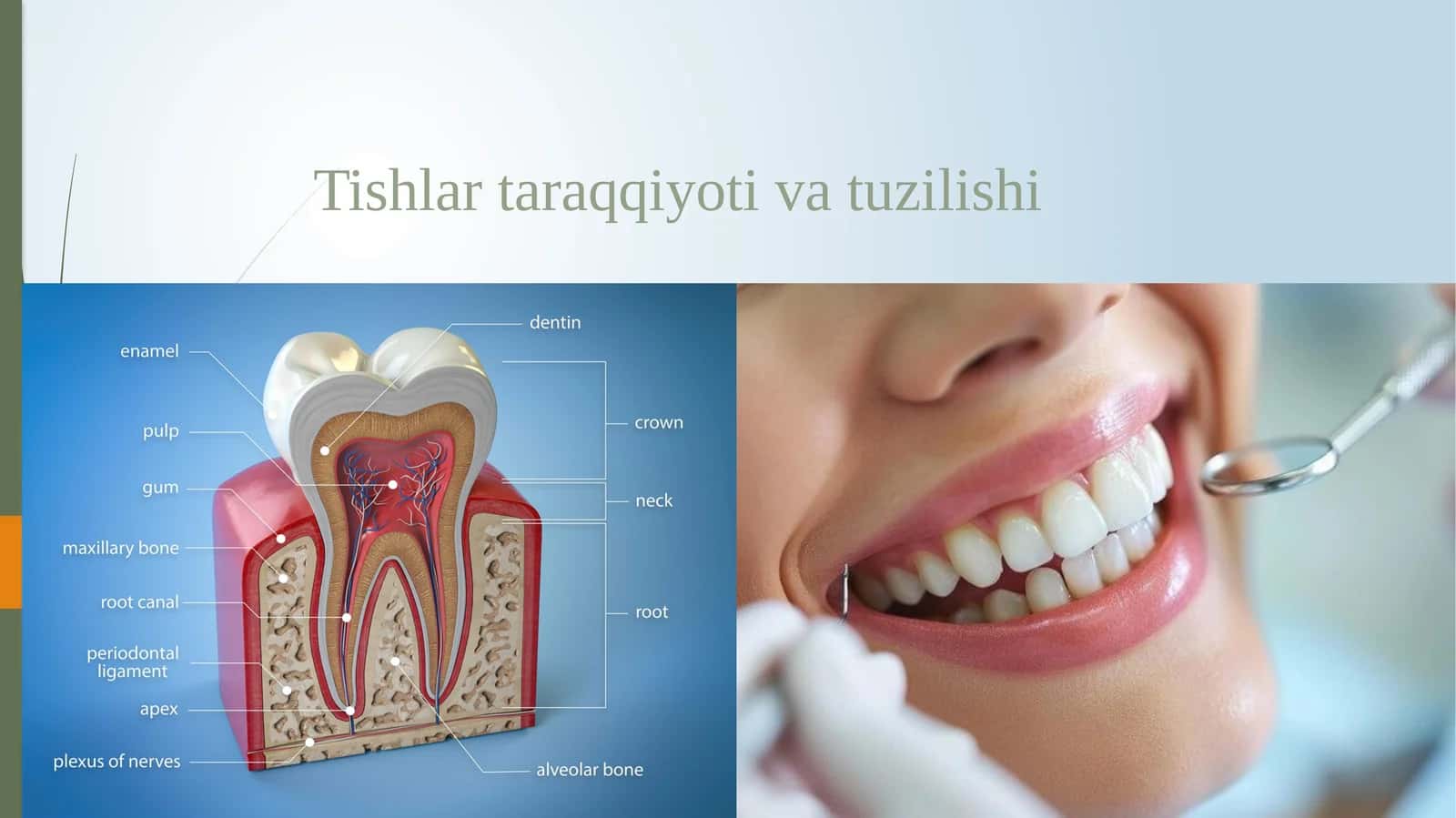 Tishlar taraqqiyoti va tuzilishi 1