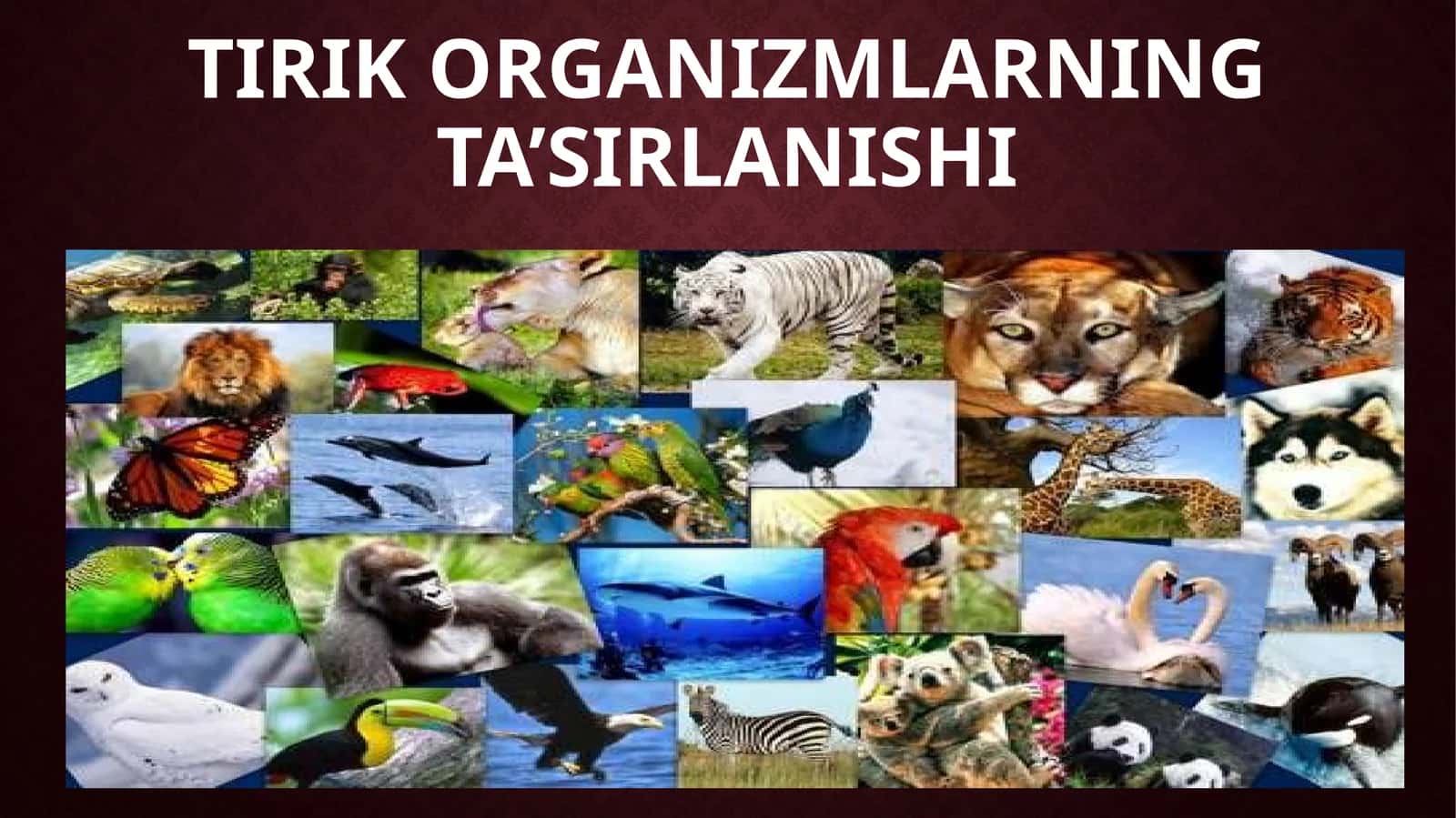 TIRIK ORGANIZMLARNINGTA’SIRLANISHI 1
