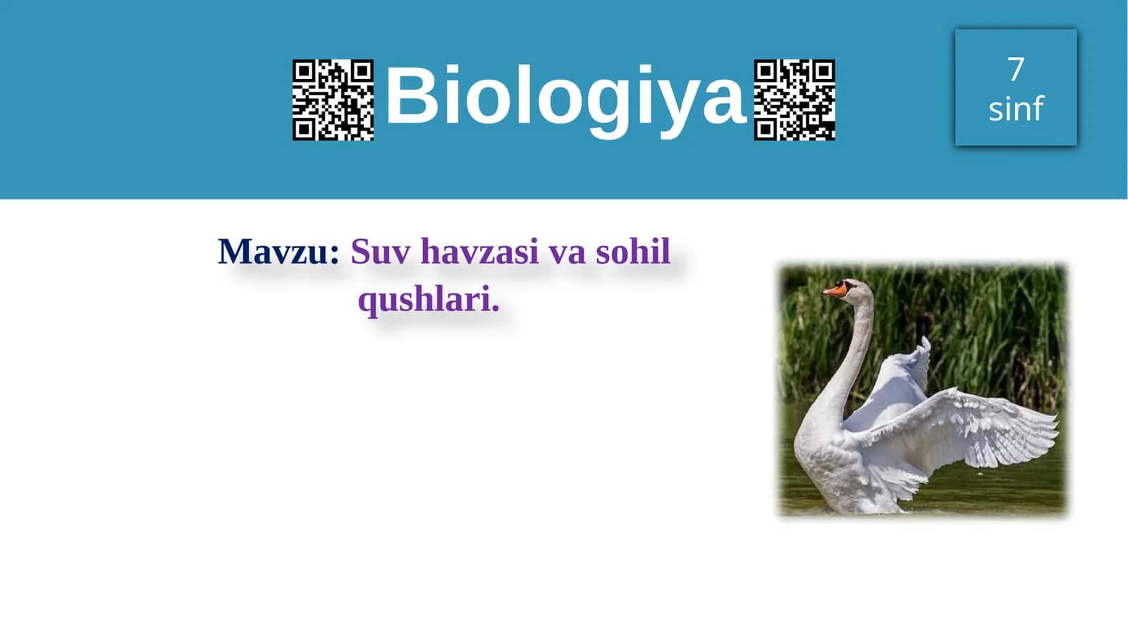 Suv havzasi va sohil qushlari 1