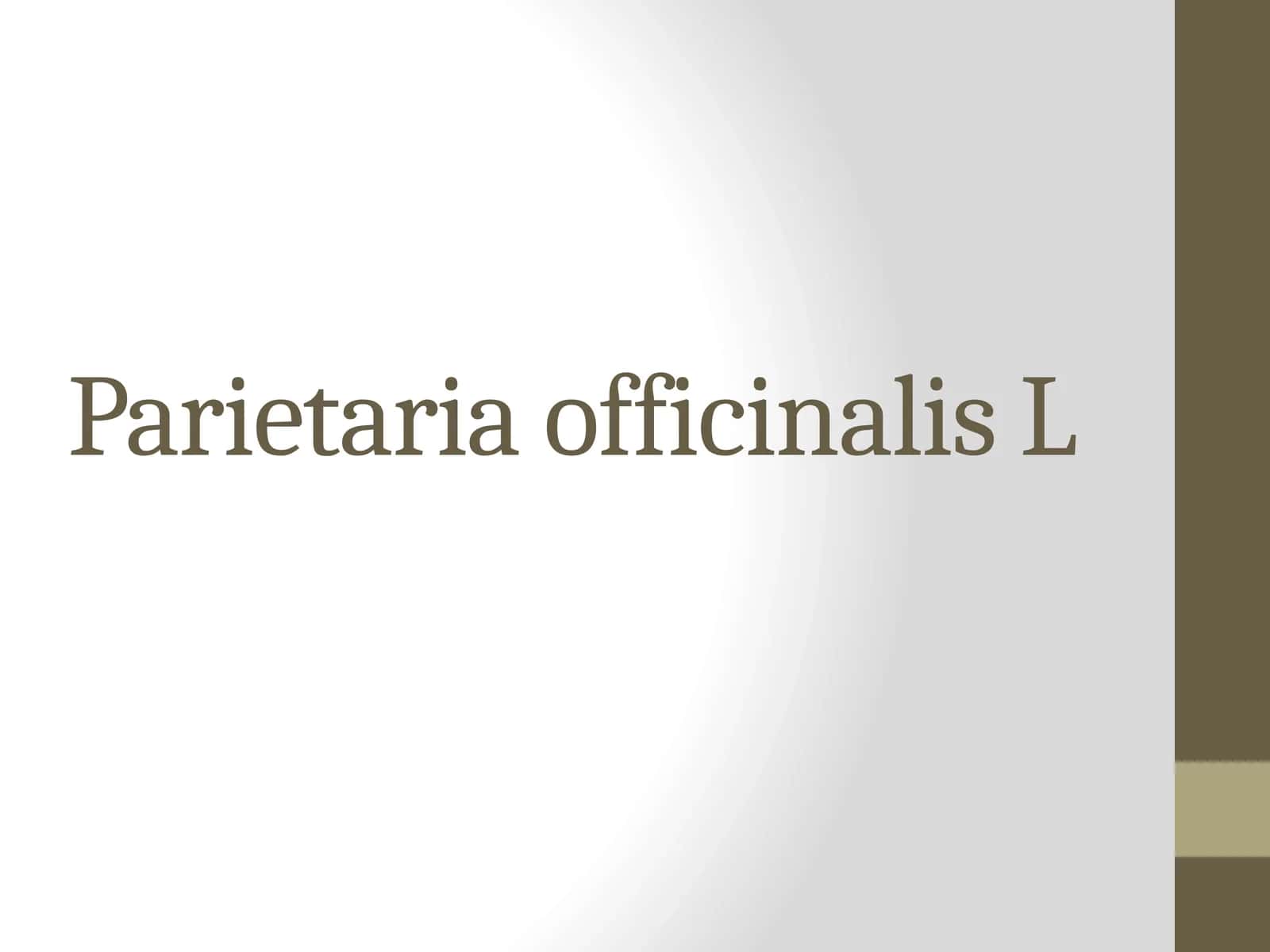 Parietaria officinalis L 1
