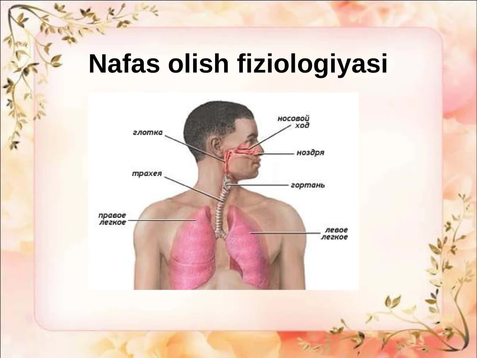 Nafas olish fiziologiyasi 1