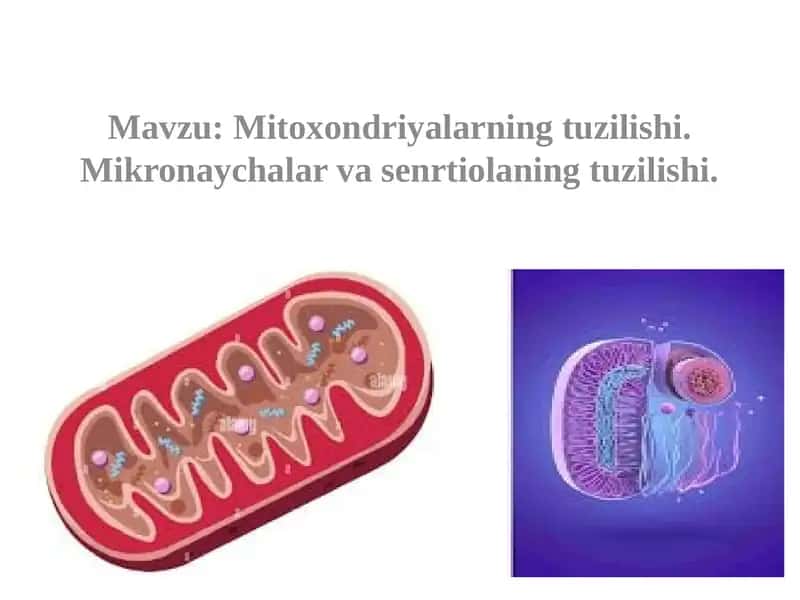 Mitoxondriyalarning tuzilishi 1