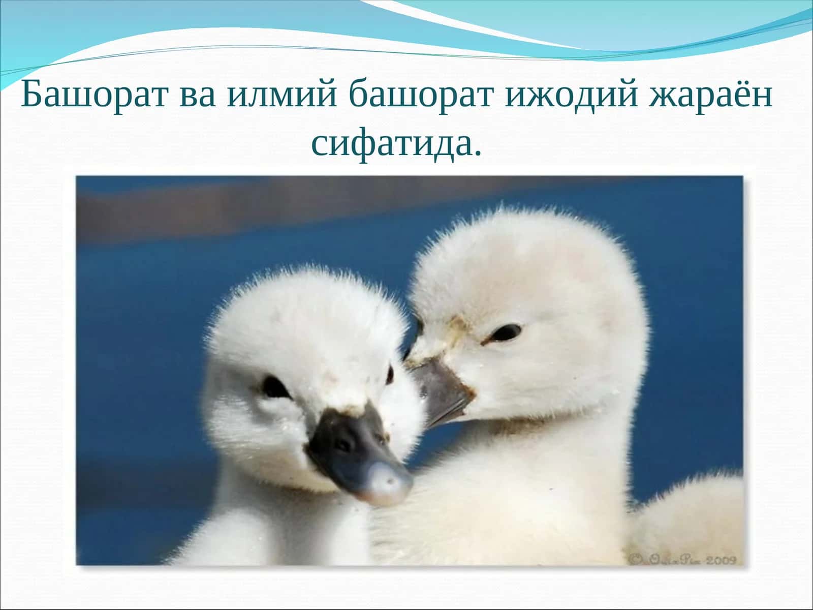 Башорат 1