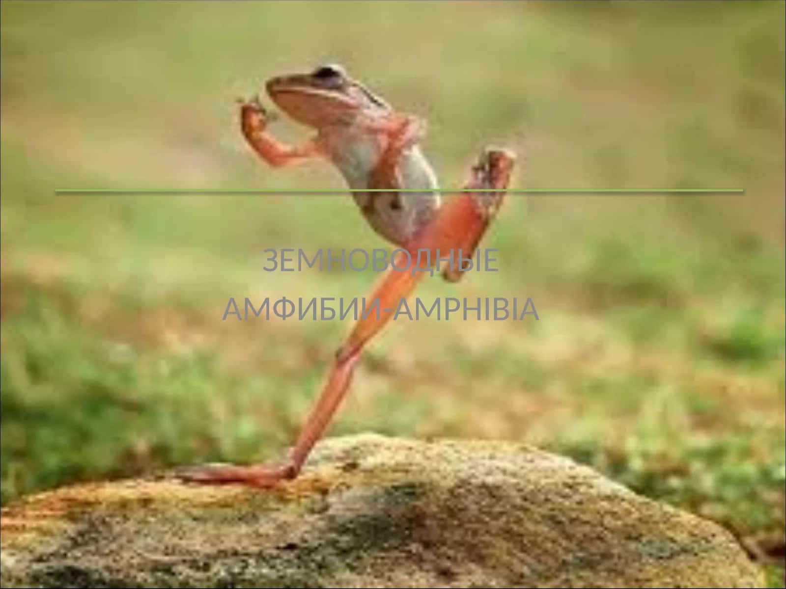 ЗЕМНОВОДНЫЕ 1