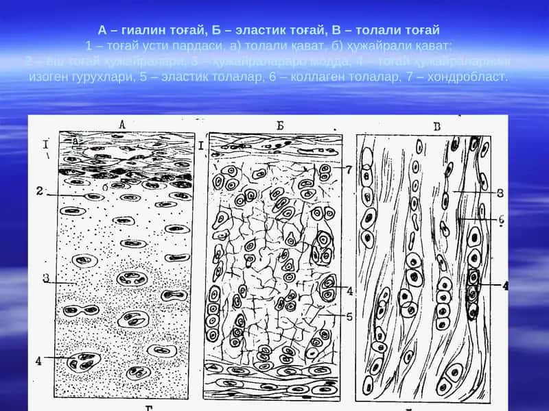 TOG’AY VA SUYAK TO’QIMASI 1