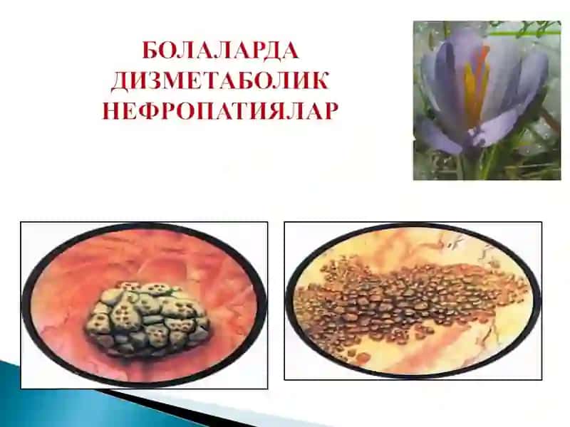 Моддалар алмашинуви ва касалликлари