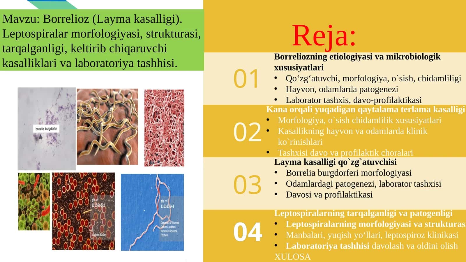 Borrelioz(Laymakasalligi).Leptospiralarmorfologiyasi,strukturasi,tarqalganligi,keltiribchiqaruvchikasalliklarivalaboratoriyatashhisi 1