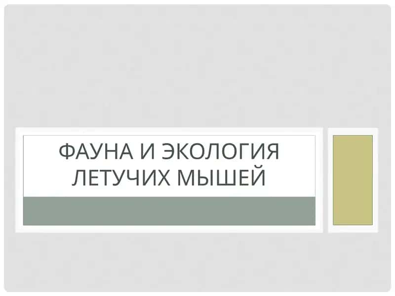 Фауна и экология летучих мышей 1
