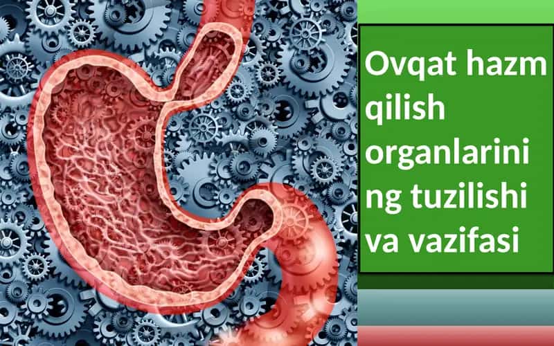 Ovqat hazm qilish organlarining tuzilishi va vazifasi 1