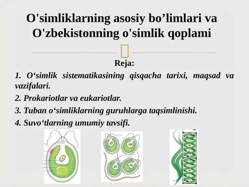 O‘simliklar sistematikasi 1