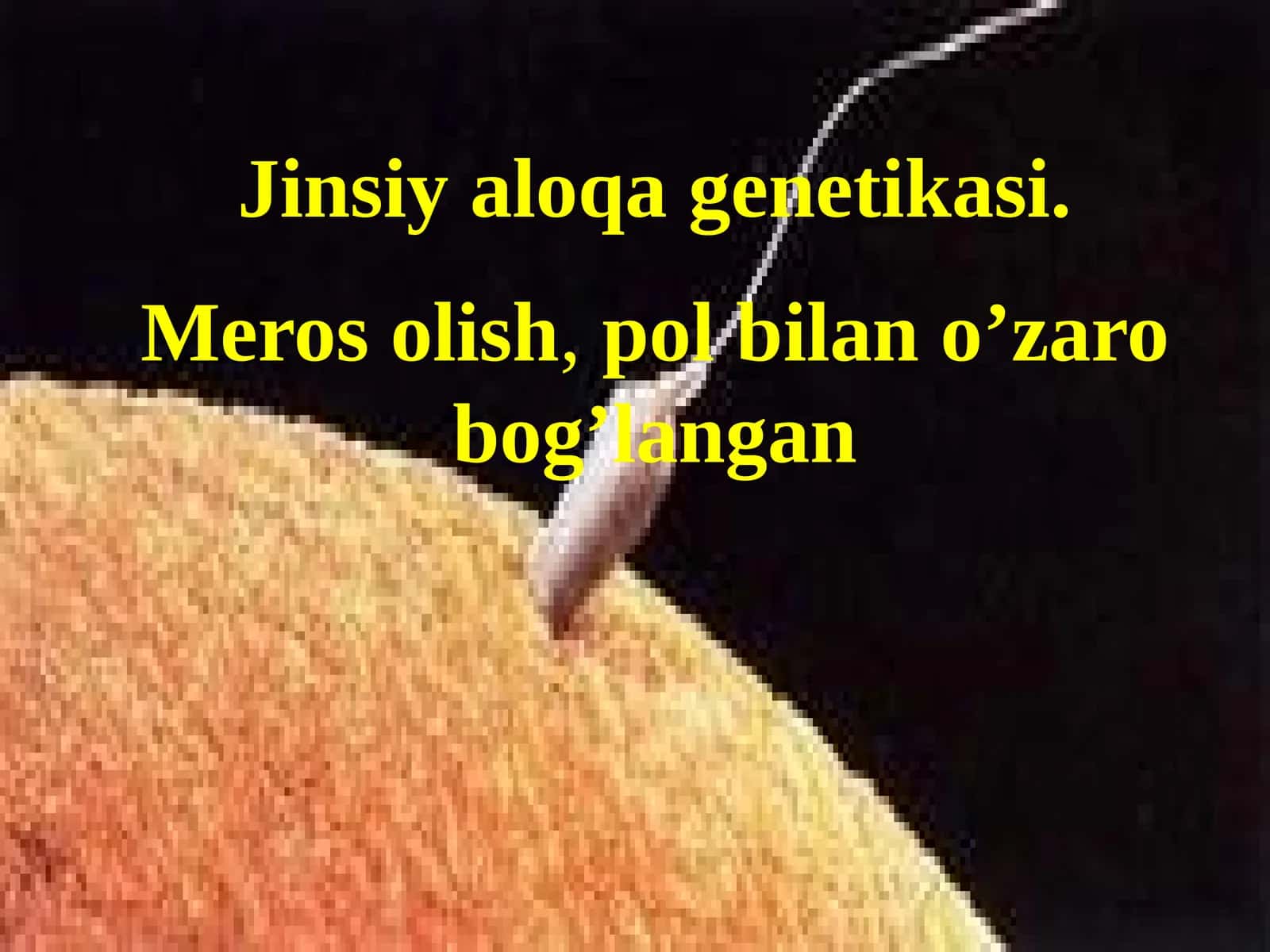 Jinsiy aloqa genetikasi 1