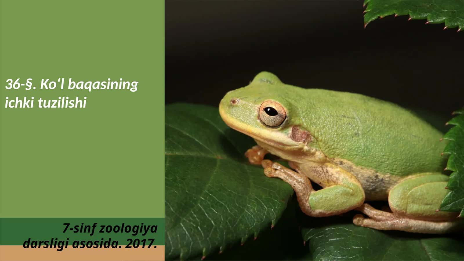 7-sinf Zoologiya 'Ko'l baqasining ichki tuzilishi' ko'rgazma 1