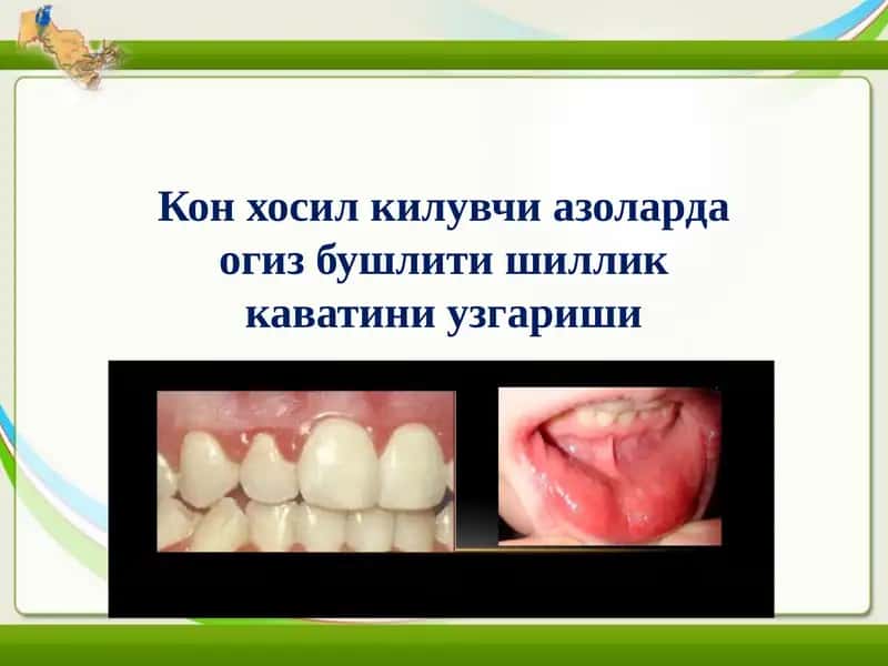 Конхосилкилувчи азоларда огиз бушлиги каватини ўзгариши 1