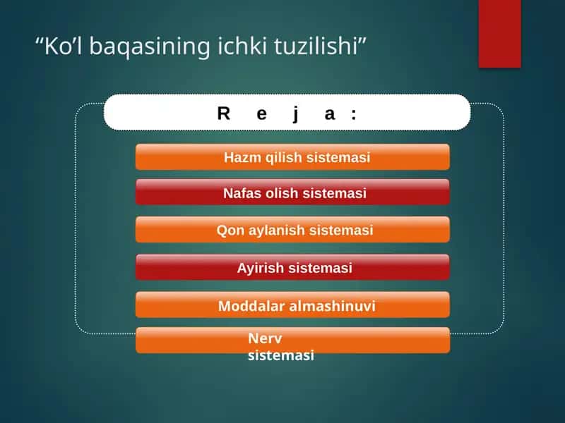 Ko'l baqasining ichki tuzilishi 1