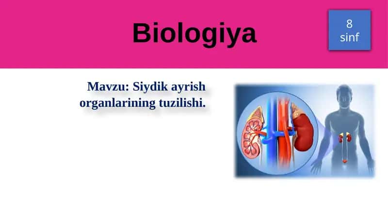 Siydikayrish organlarining tuzilishi 1