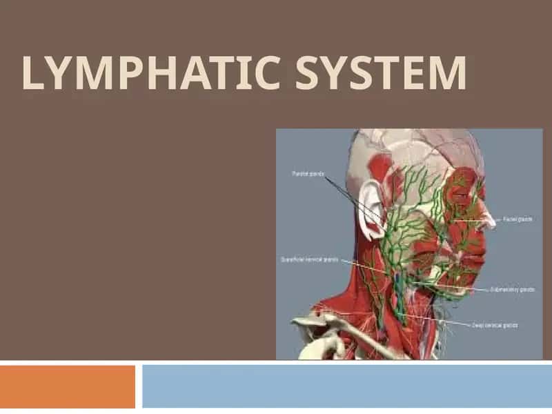 lymphatic system 1