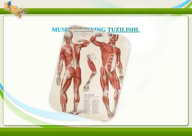 Muskullarning tuzilishi, Fiziologiyasi 1
