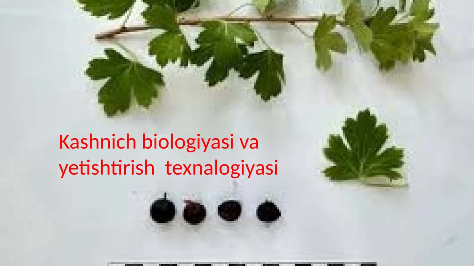 kashnich biologiyasi va yetishtirish texnalogiyasi 1
