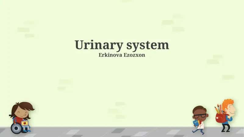 Urinary system 1