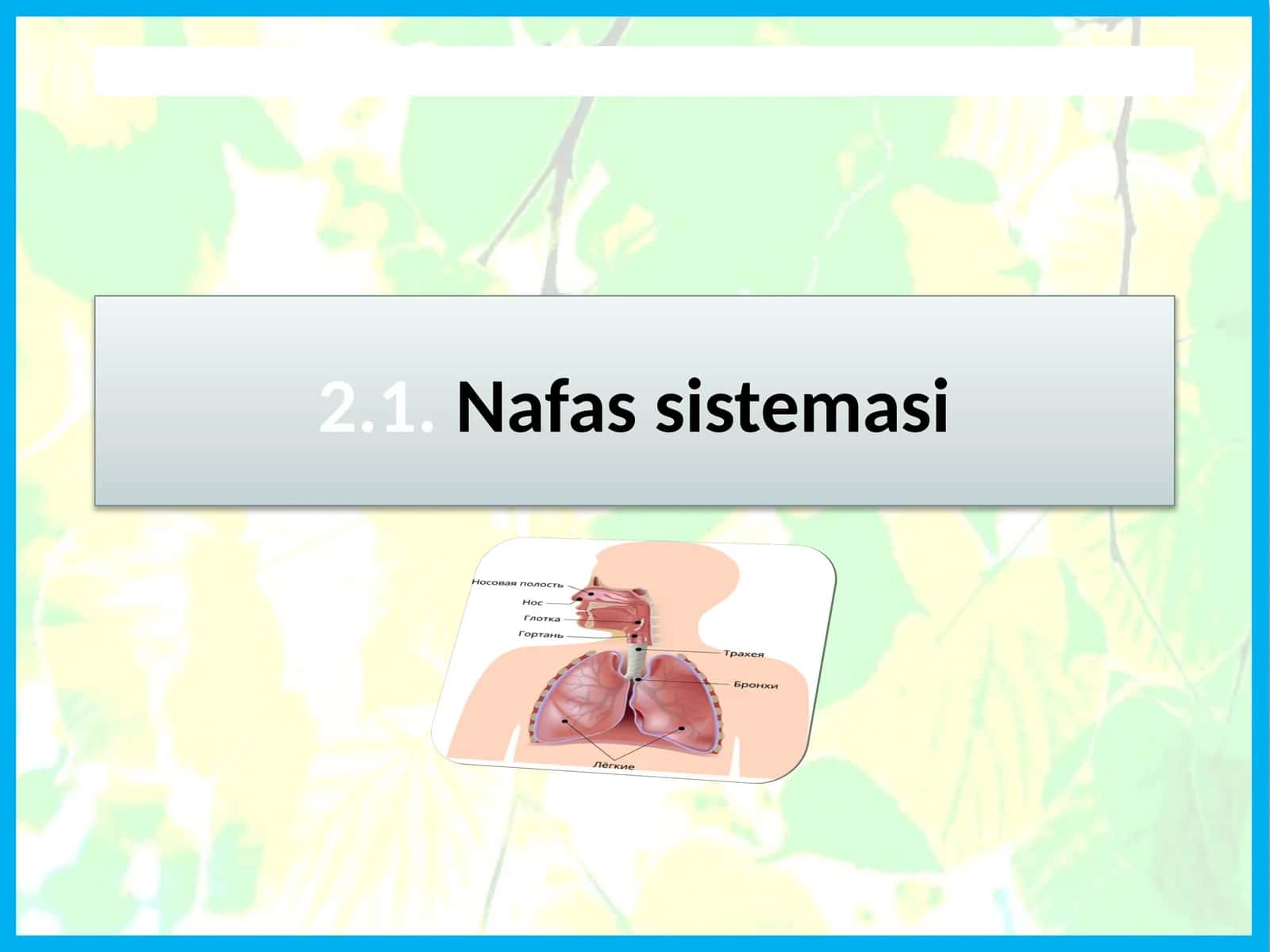 Nafassistemasi 1