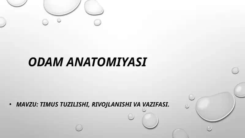 TIMUS TUZILISHI, RIVOJLANISHI VA VAZIFASI. 1