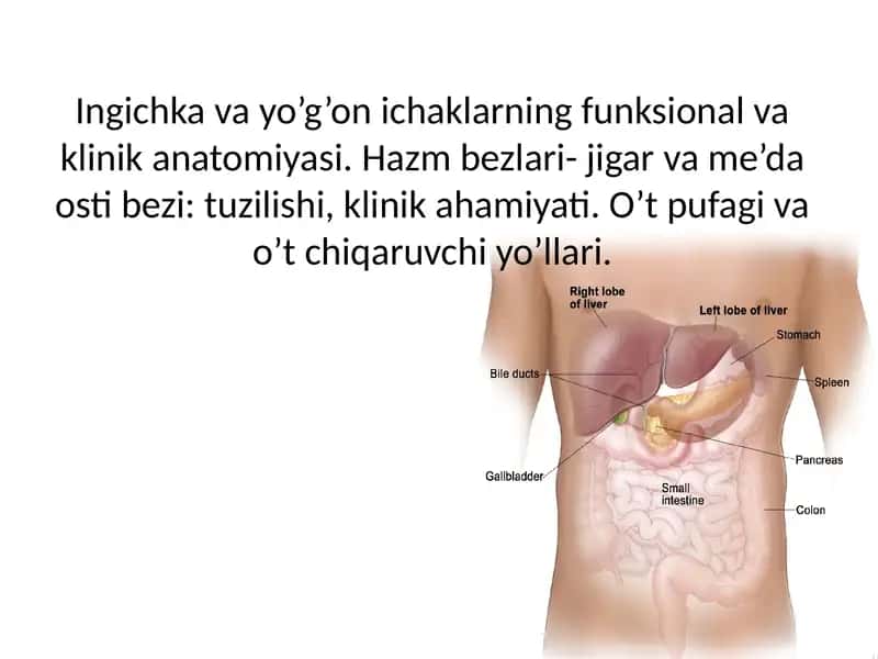 Ingichka va yo’g’on ichaklarning funksional va klinik anatomiyasi. Hazm bezlari- jigar va me’da osti bezi: tuzilishi, klinik ahamiyati. O’t pufagi va o’t chiqaruvchi yo’llari. 1