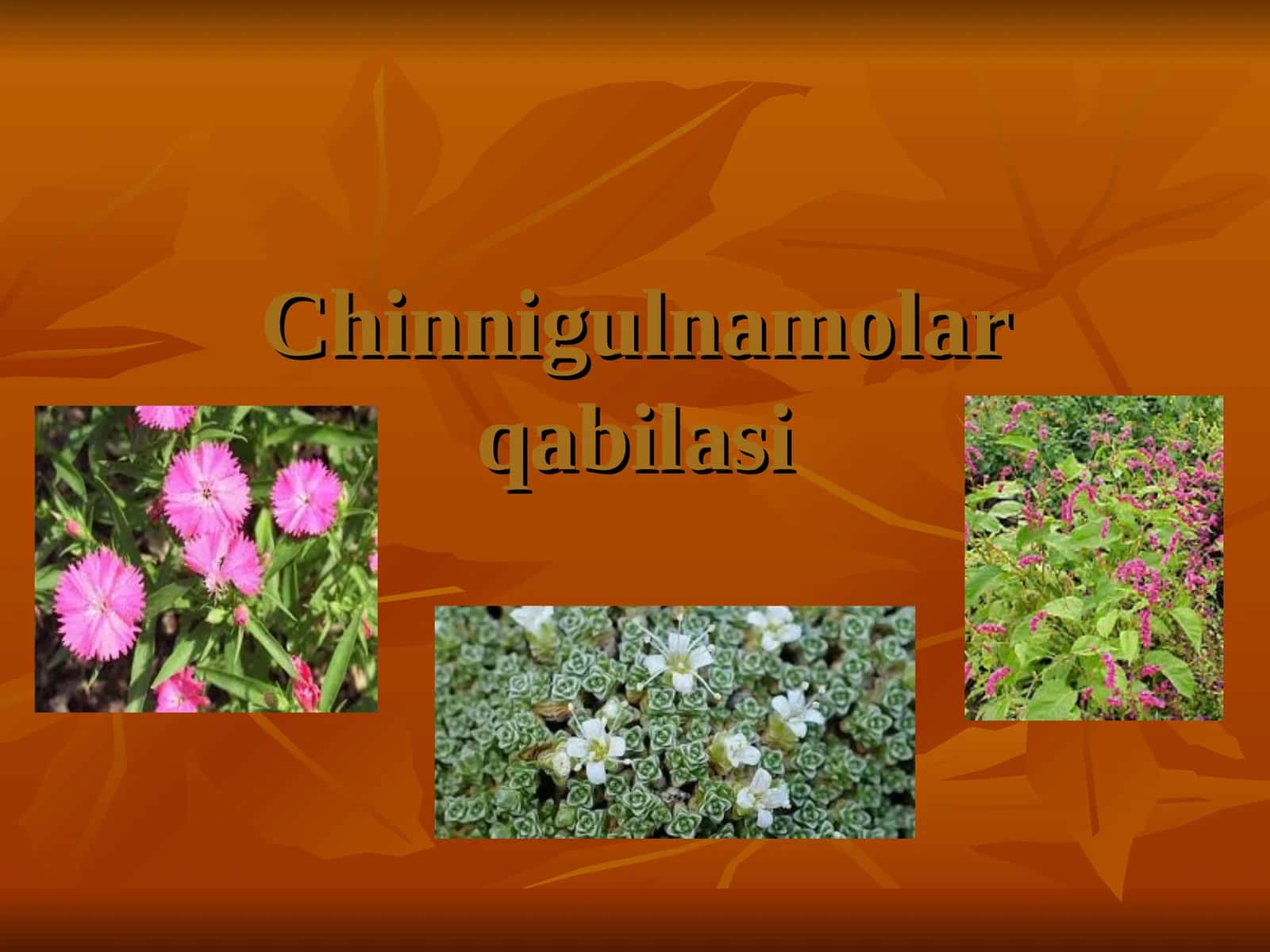 Chinnigulkabilar qabilasi 1