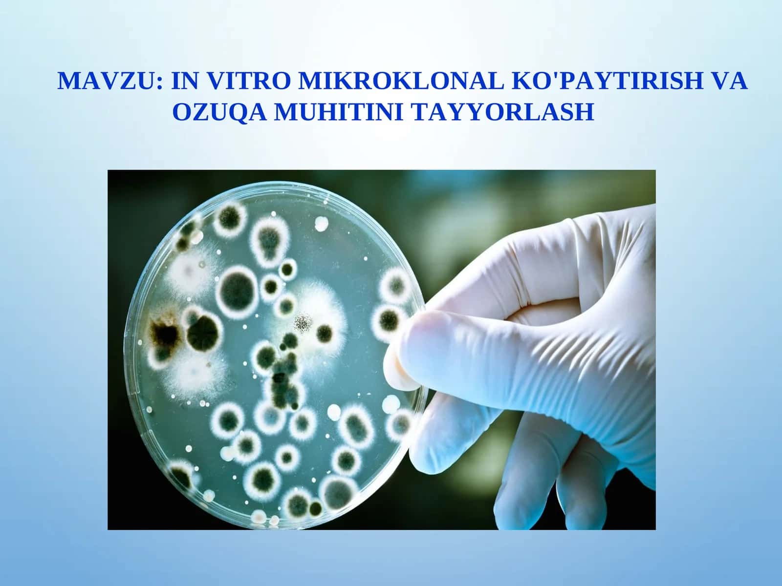 IN VITRO MIKROKLONAL KO'PAYTIRISH VA OZUQA MUHITINI TAYYORLASH 1