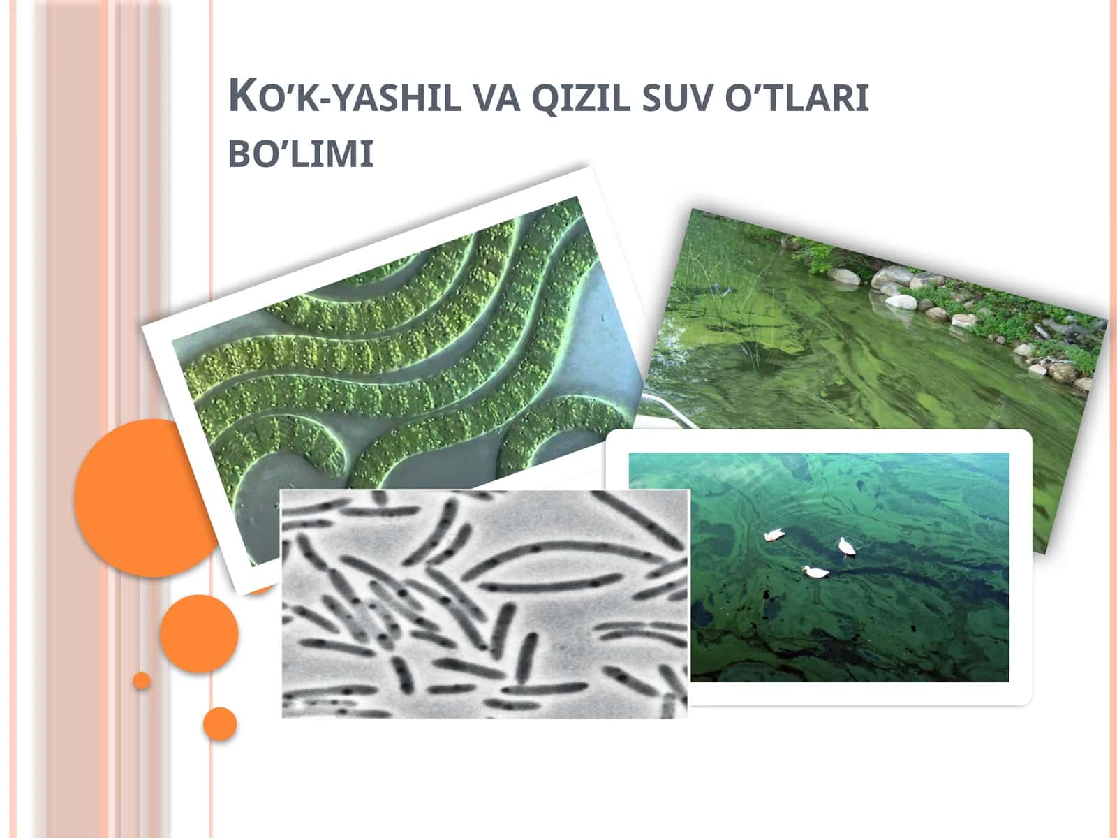Ko’k-yashil va qizil suv o’tlari bo’limi 1