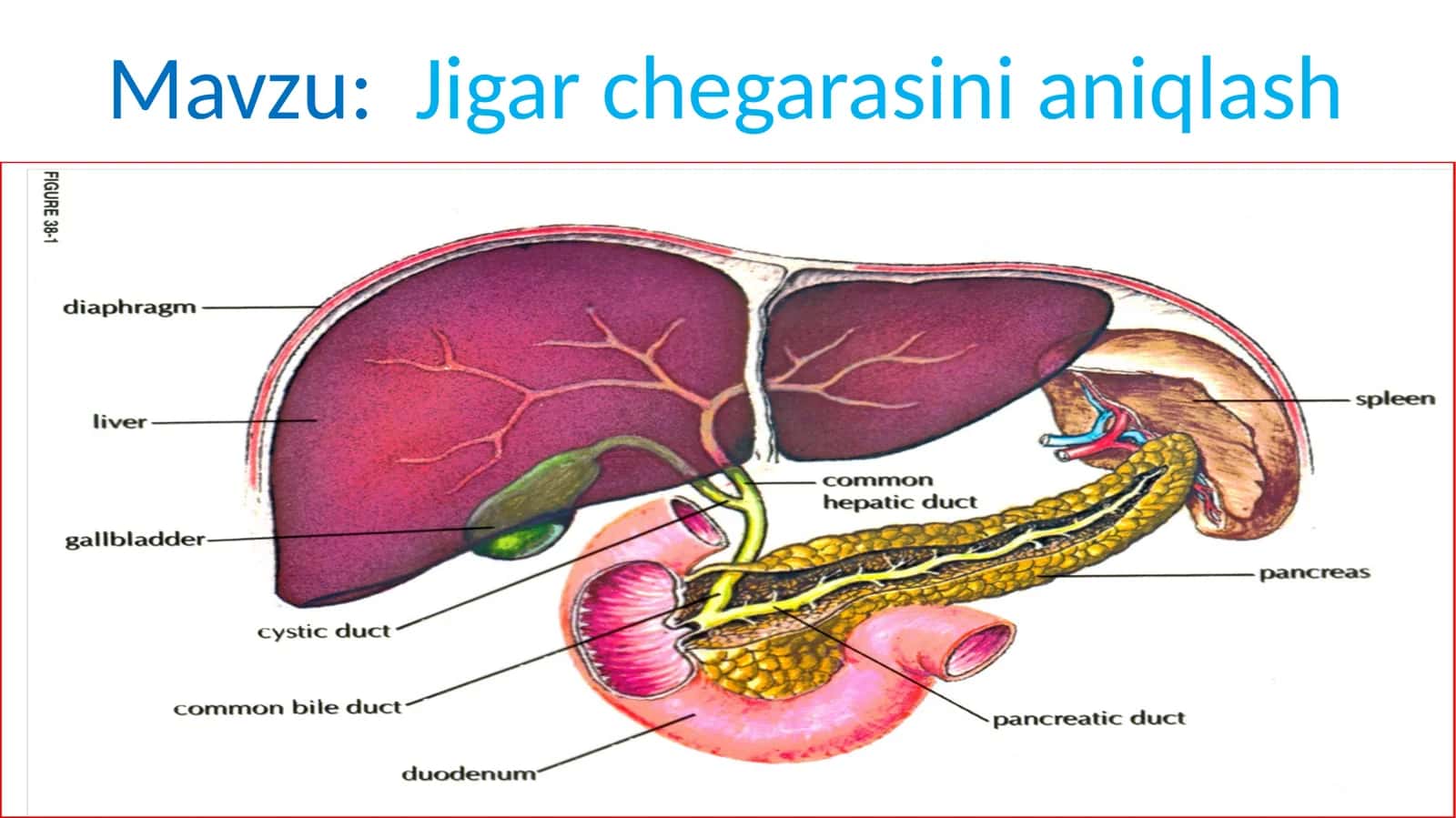 Jigar chegarasini aniqlash 1