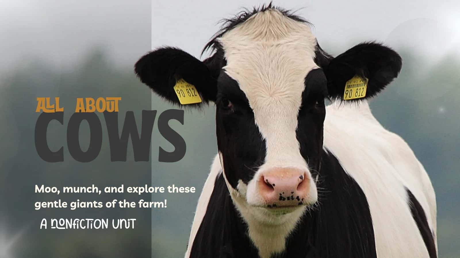 Cows 1