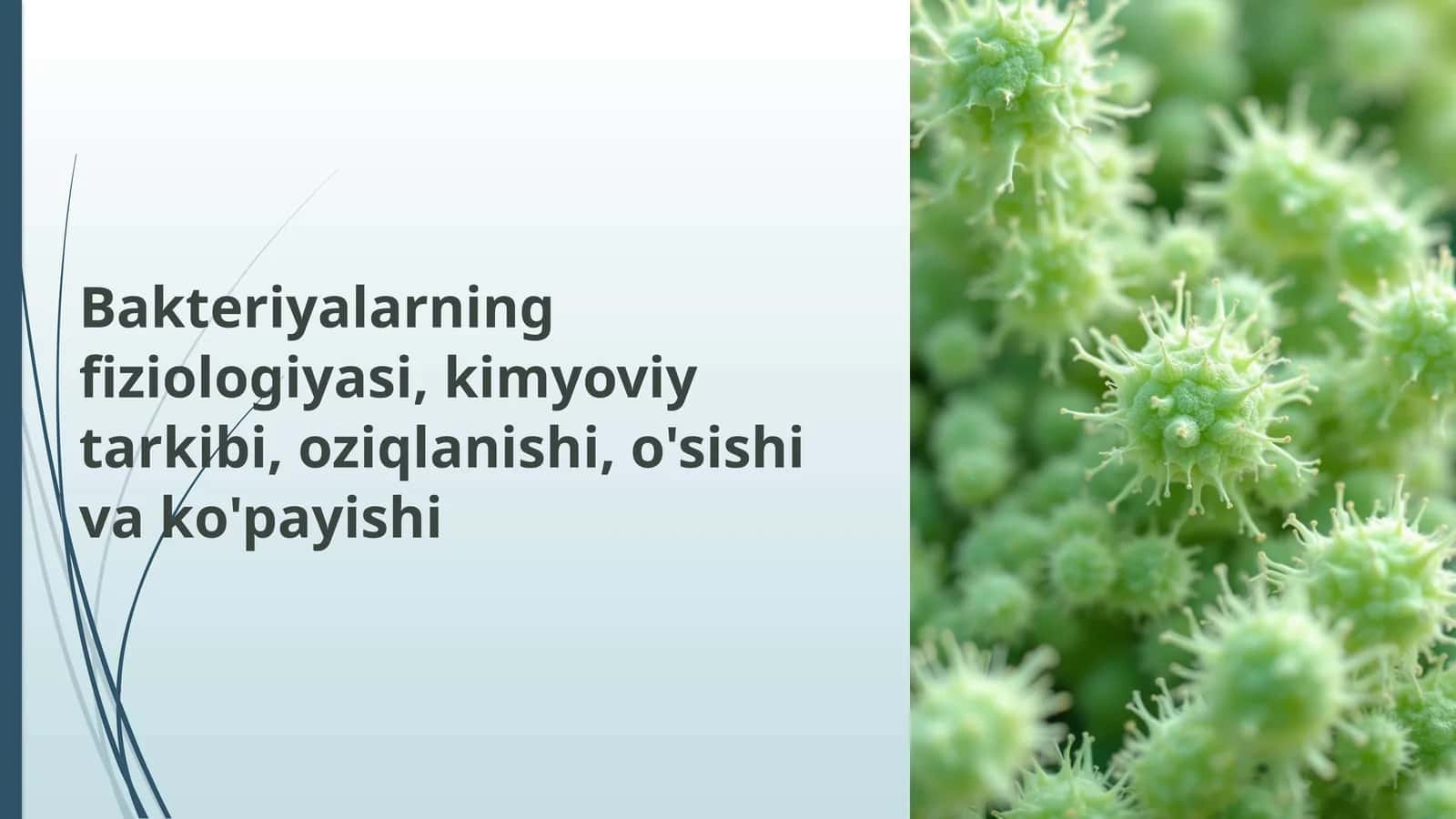 Bakteriyalarning fiziologiyasi, kimyoviy tarkibi, oziqlanishi, o'sishi va ko'payishi 1
