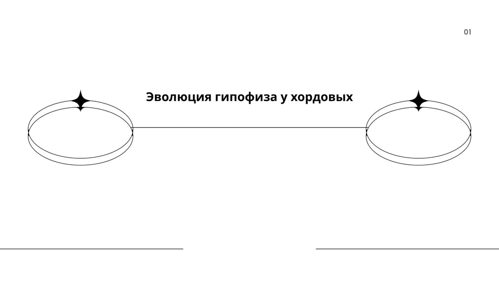 Эволюция гипофиза у хордовых 1