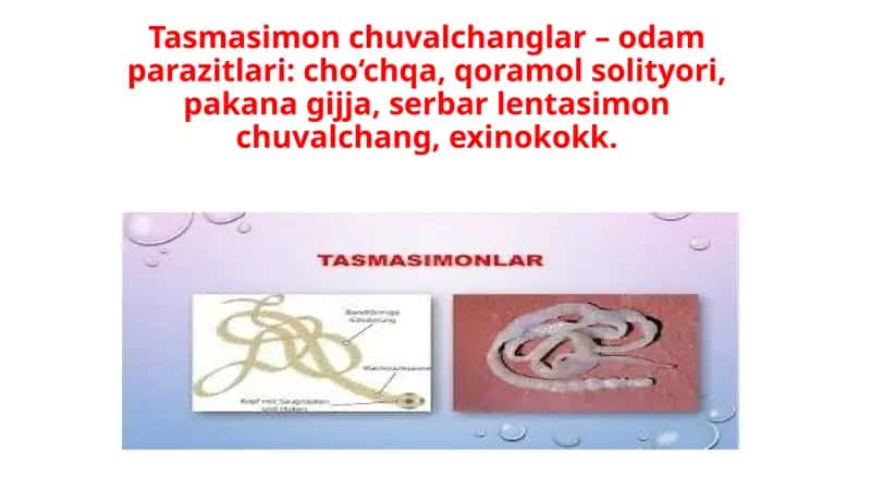 Tasmasimon chuvalchanglar–odam parazitlari 1
