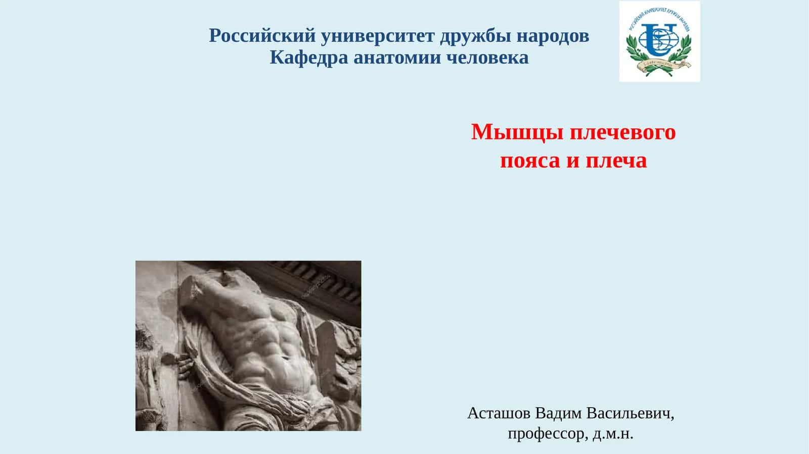 Мышцы плечевого пояса и плеча 1