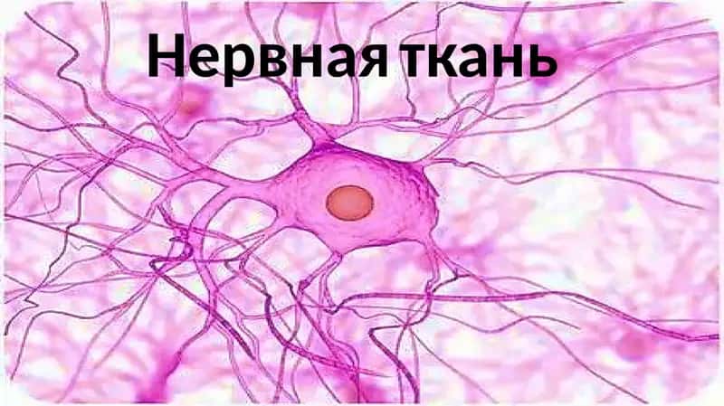 нервная ткань 1